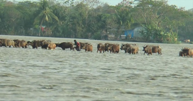 monpura bhola pic