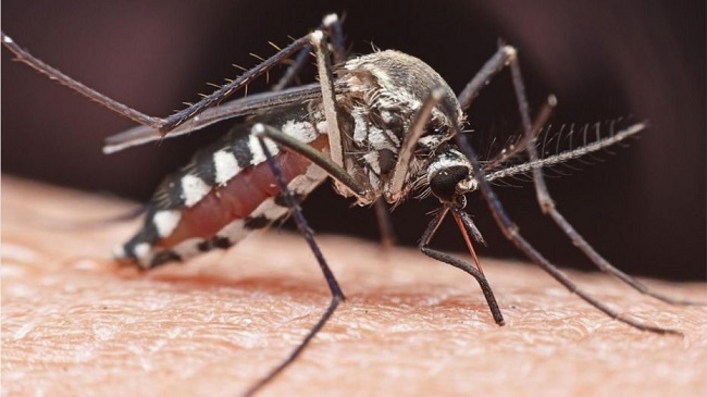 mosquito new