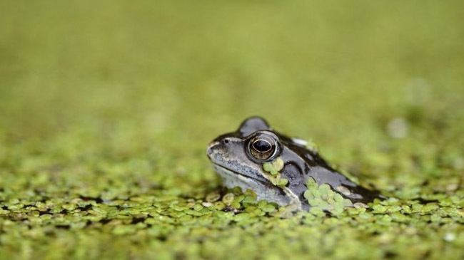 mosquitoes will kill frogs