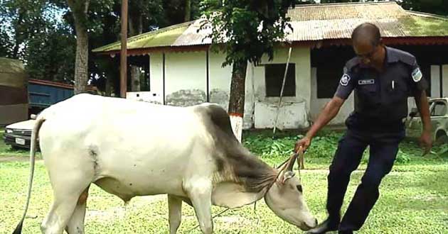 moymonshing cow