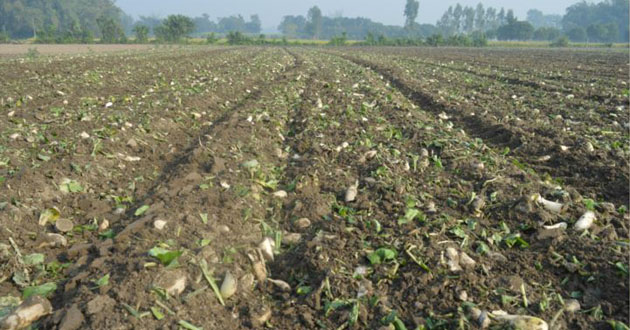 mulberry cultivation