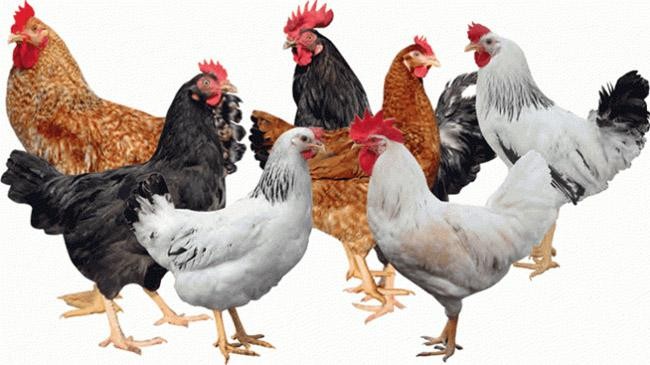 multi color table chicken mctc