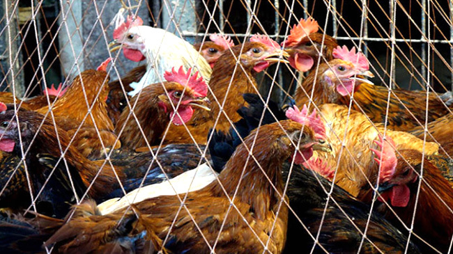 chicken pic