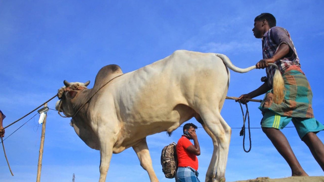 naogaon badsha cow