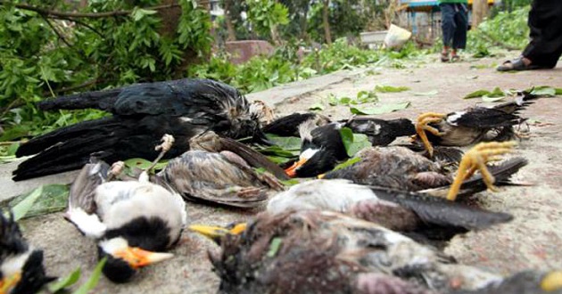 narail bird died