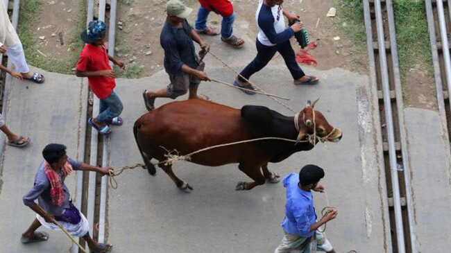 native cows