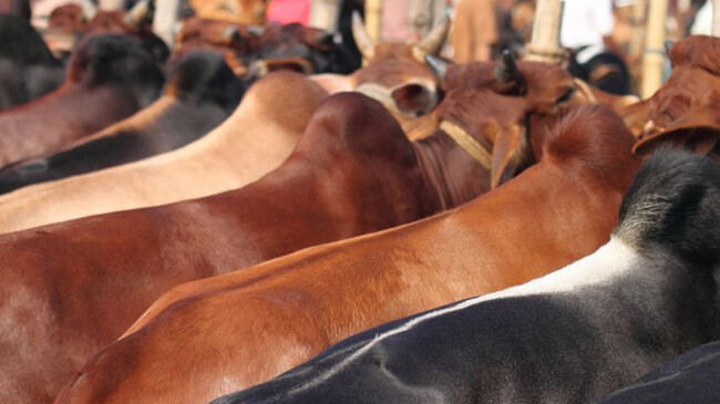 native cows 1