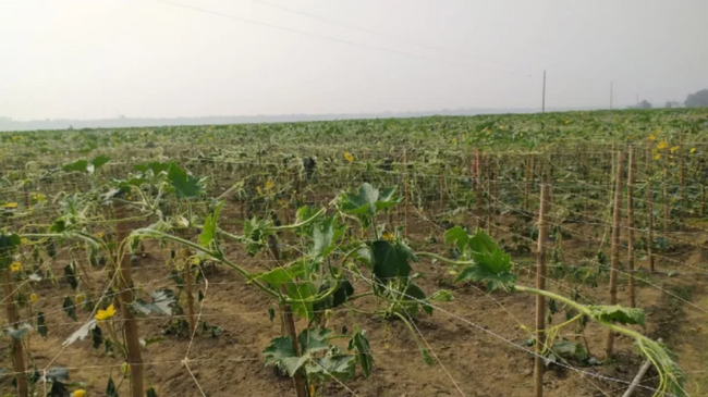 netrakona farmer
