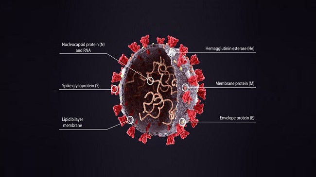 new coronavirus