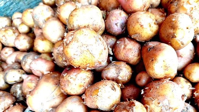 new potato
