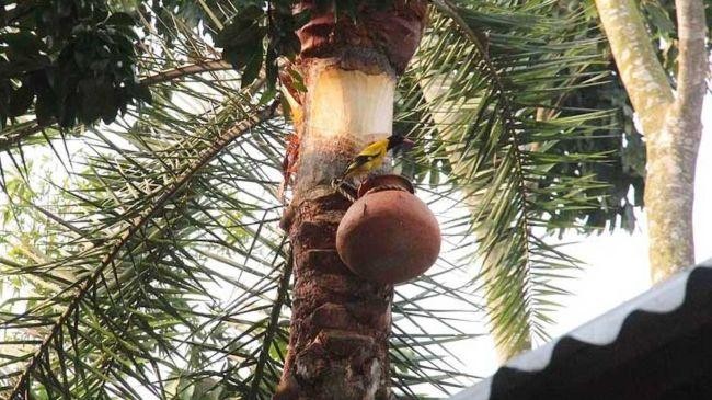 nipah virus