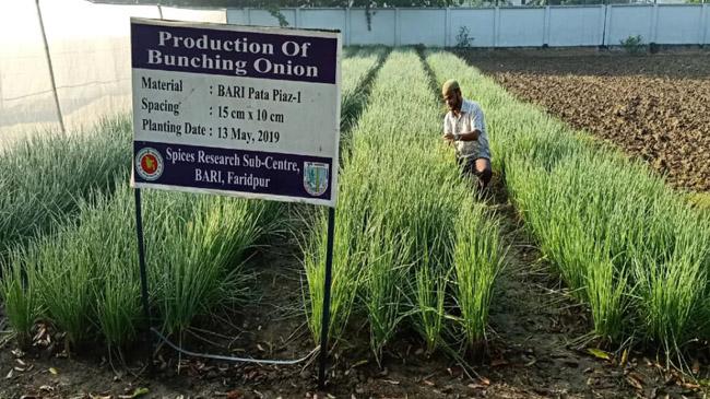 onion bari leaves