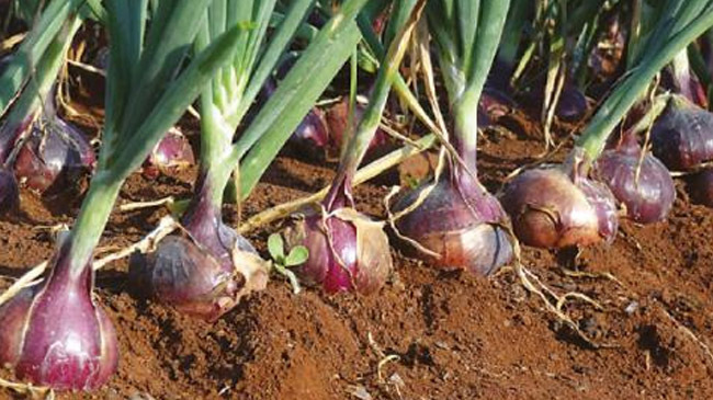onion cultivation