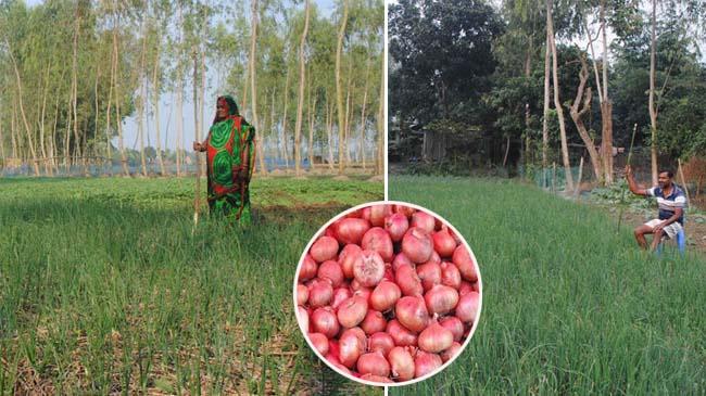 onion farmer pahara