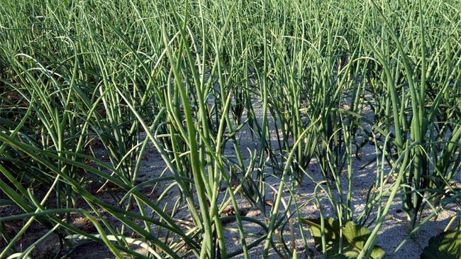 onion fields lalmonirhat