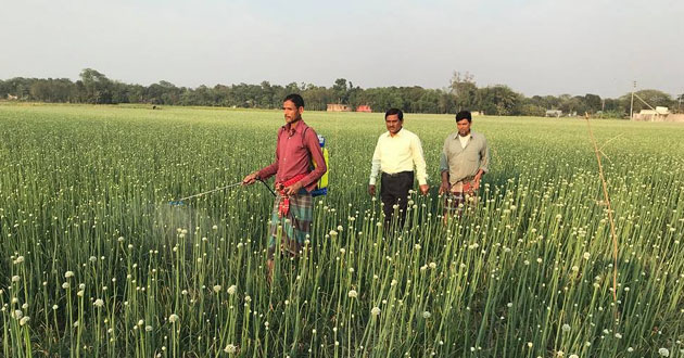onion seed production 1