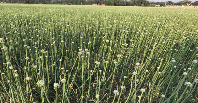 onion seed production 2