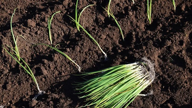 onion seedlings