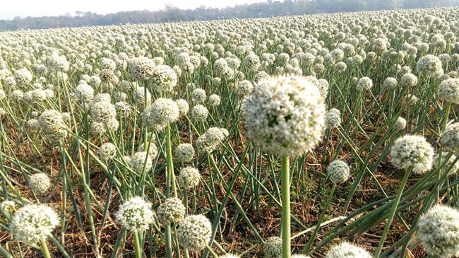 onion seeds