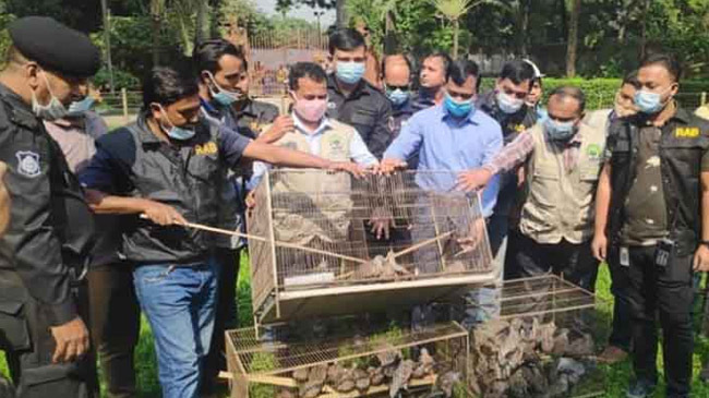 operation rescued 710 birds