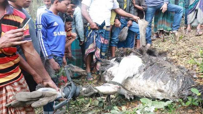 ostrich found in magura