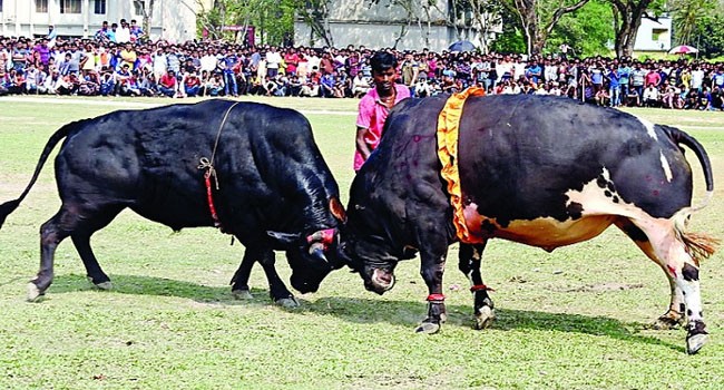 ox fighting champion black tiger