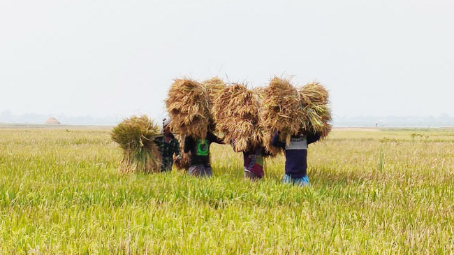 paddy cut under police guard 1