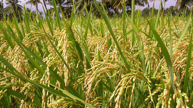 paddy field