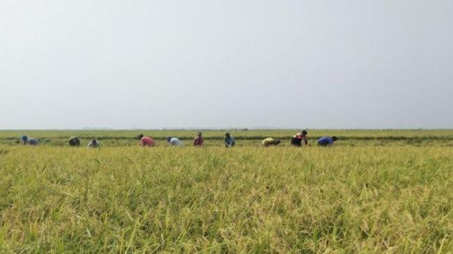 paddy field 1