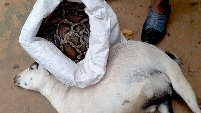 paithon cught moulovibazar 1