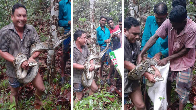 paithon cught moulovibazar