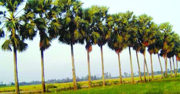 palm tree