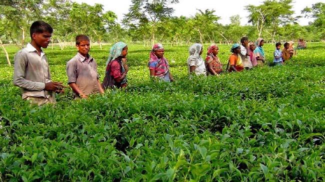 panchagarh tea