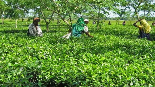 panchagarh tea1