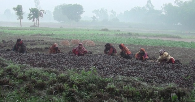 panchagarh winter2