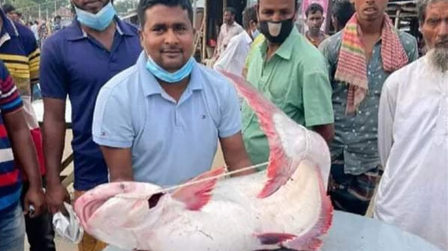pangash fish 21 kgs rajbari inner