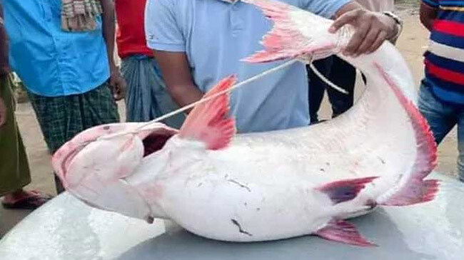 pangash fish 21 kgs rajbari