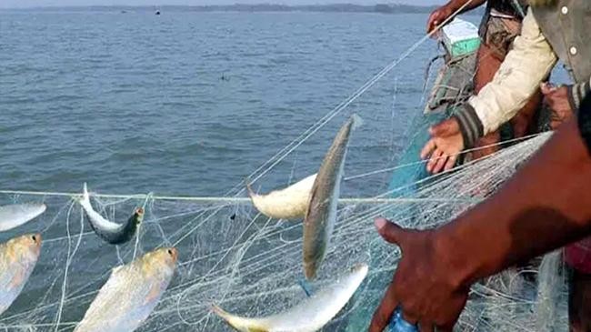 pictures of hilsa fishing