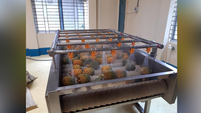 pineapple chips 2