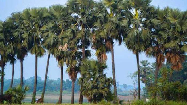 plam trees