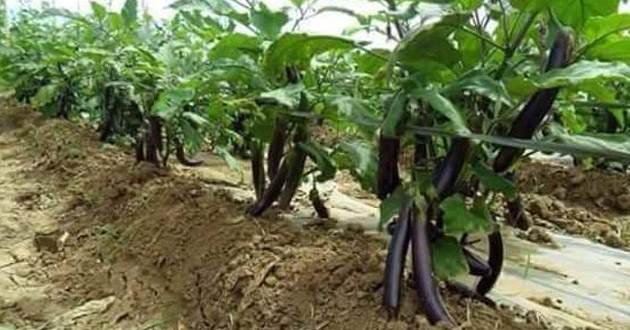 planting of brinjal