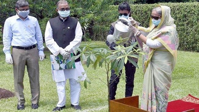 pm hasina tree plantin