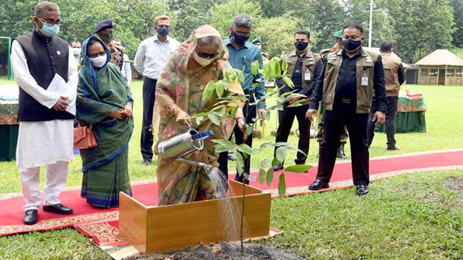 pm shekh hasina tree 1