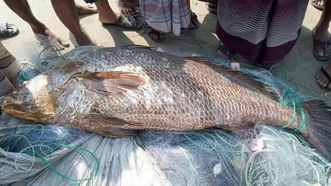 poa fish teknaf 37 kg sold inner