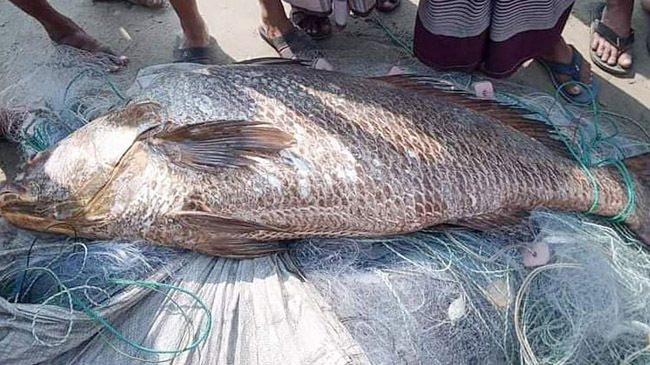 poa fish teknaf 37 kg sold
