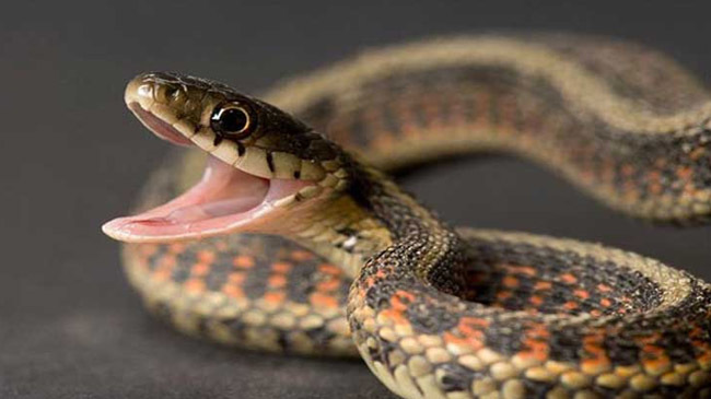 poisonous snake