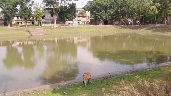 pond bd