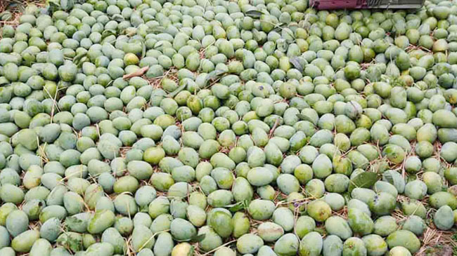 porsha mango in naogaon 1