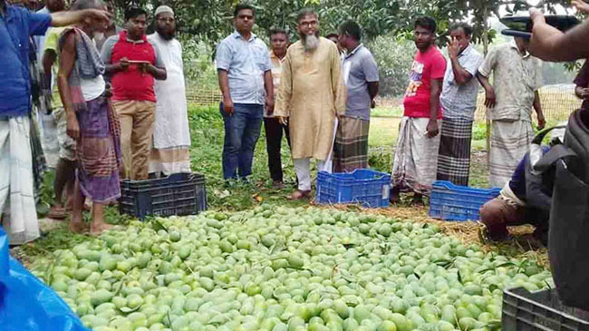 porsha mango in naogaon