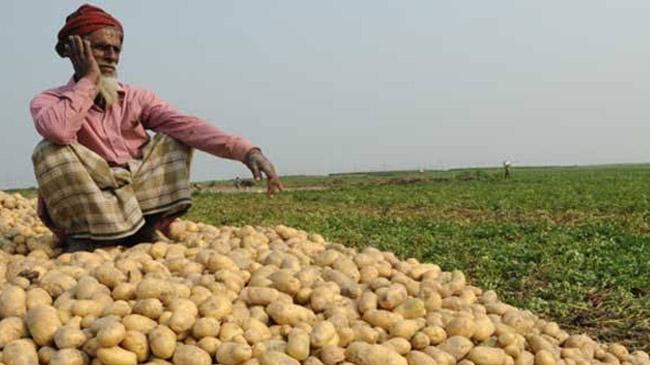 potato cultivation